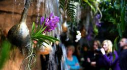Cleveland Botanical Garden 10th Annual Orchid Mania